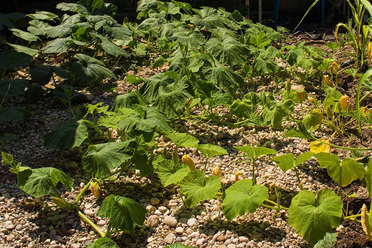 A horizontal image of butternut squash vines growing in the garden.