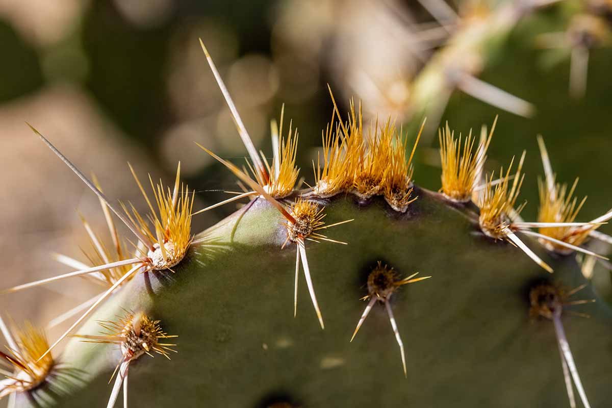 A close up horizontal image of the top of a prickly pear plant showing the large spines and smaller glochids.