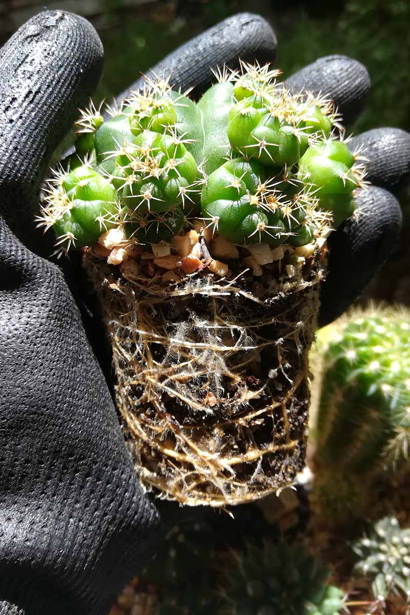 A close up vertical image of a gloved hand holding a cactus ready for division.