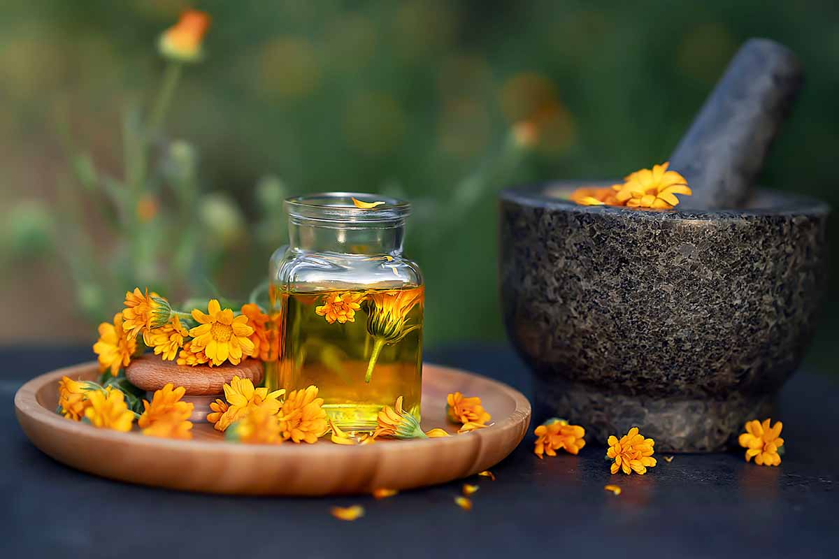 Calendula blooms in a glass jar and scattered around on a wooden tray with a mortar and pestle to the right of the frame.
