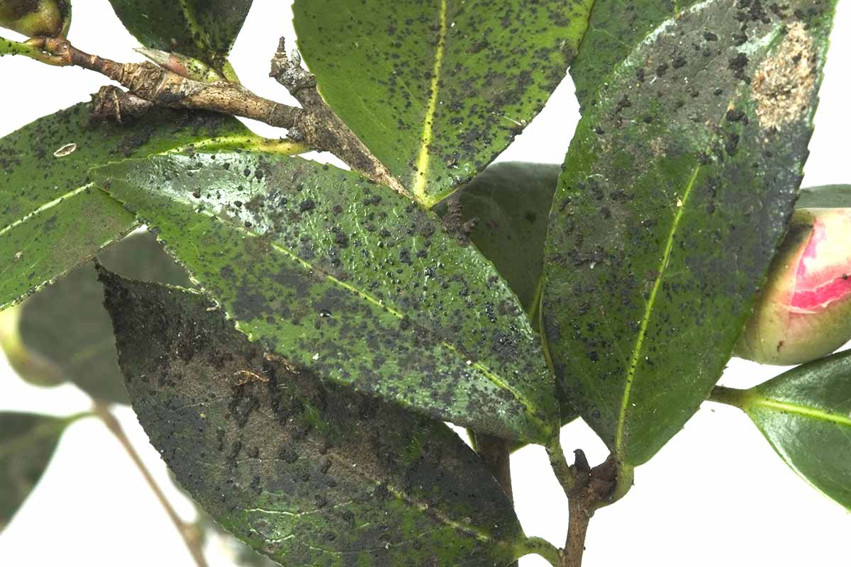 A close up horizontal image of foliage covered with a fungal infection known as sooty mold.