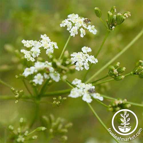 A close up square image of caraway growing in the garden pictured on a soft focus background. To the bottom right of the frame is a white circular logo with text.