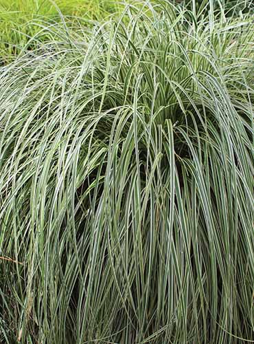 A close up of the foliage of Carex 'Feather Falls' outdoors.