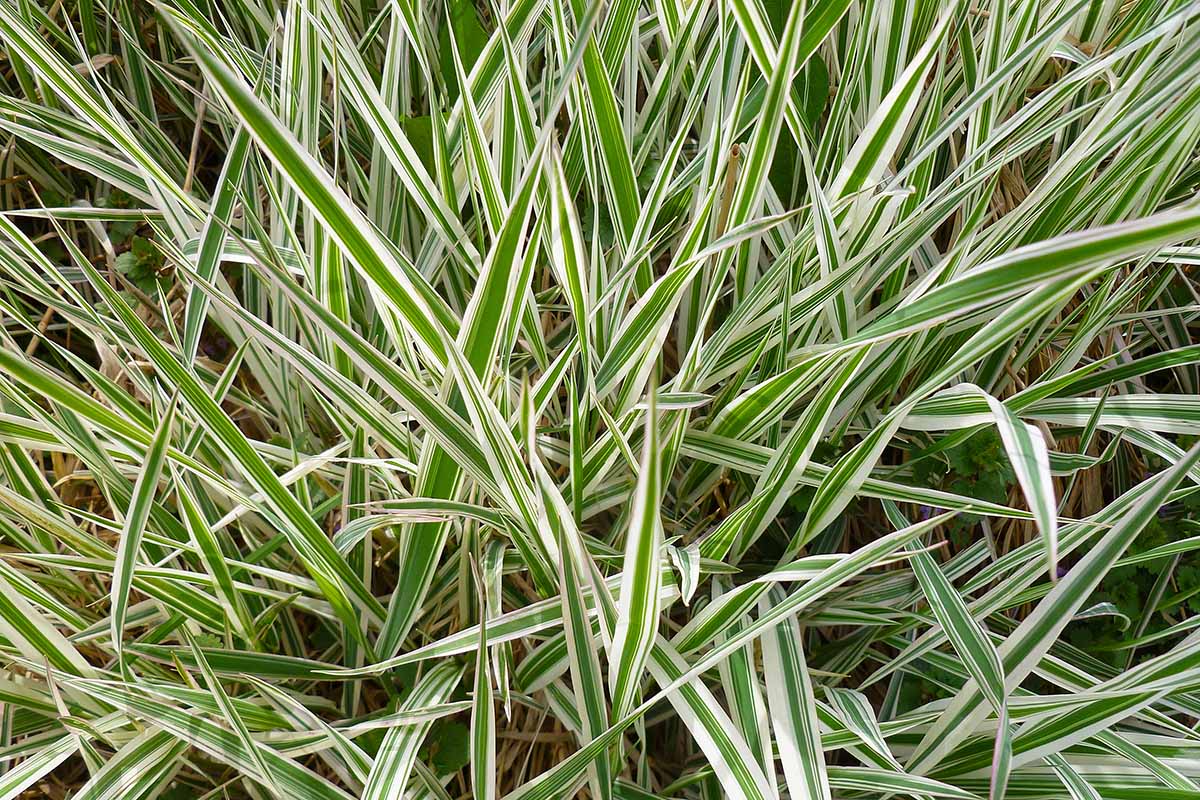 A horizontal picture of the variegated foliage of Carex 'Ice Dance' in the garden.