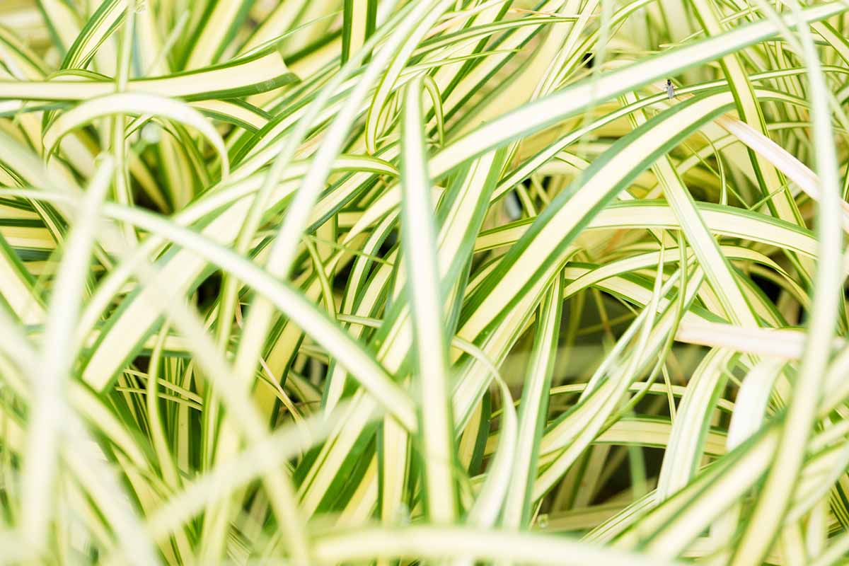 A close up horizontal picture of the green and cream variegated foliage of Carex hachijoensis 'Evergold' sedge.