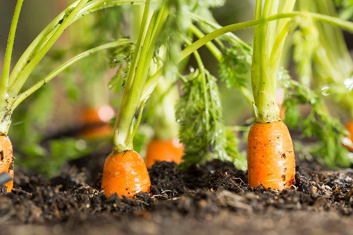 A close up horizontal image of carrots growing in the garden.