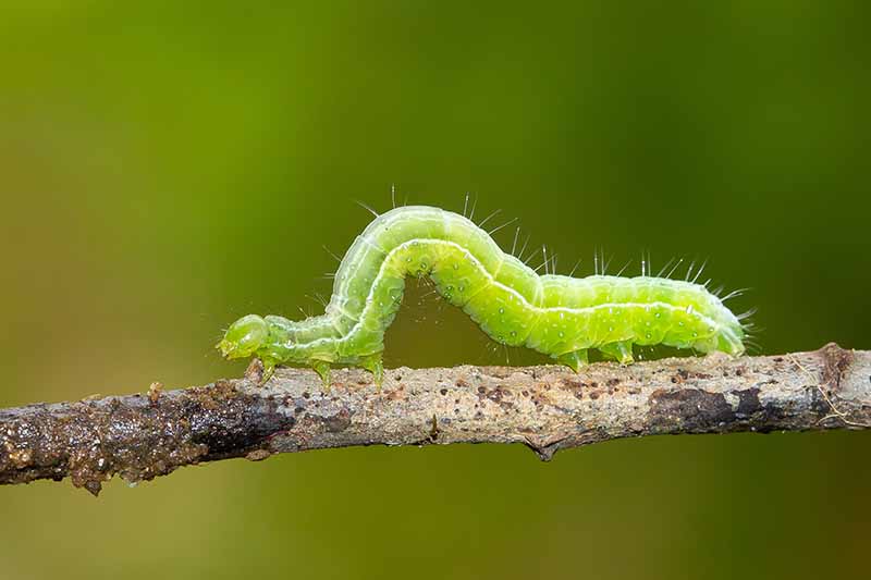 A close up of a caterpillar inching along the branch of a tree on a soft focus background.