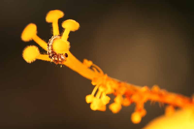 A close up of a caterpillar on the stamen of a yellow hibiscus flower pictured on a soft focus background.