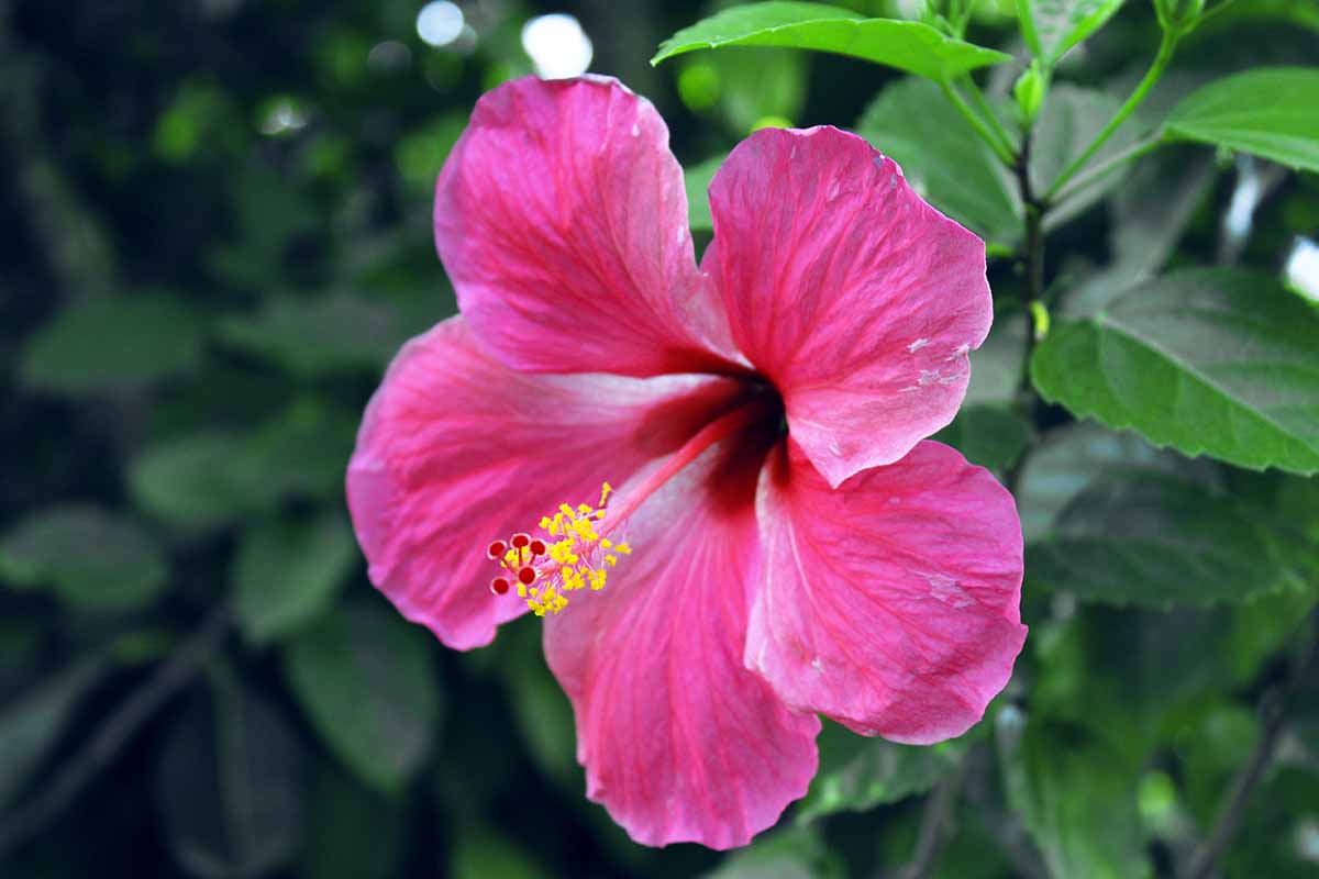 A close up horizontal image of a bright pink tropical hibiscus (H. rosa-sinensis) flower pictured on a soft focus background.