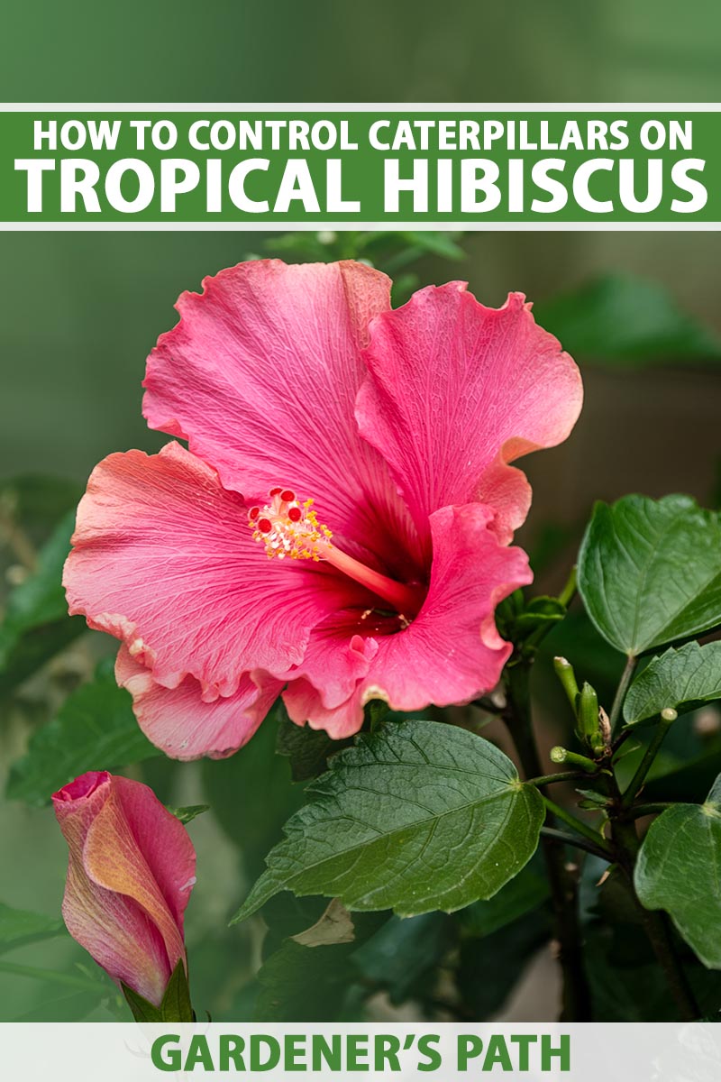 A close up vertical image of a pink tropical hibiscus (H. rosa-sinensis) flower growing in the garden pictured on a soft focus background. To the top and bottom of the frame is green and white printed text.