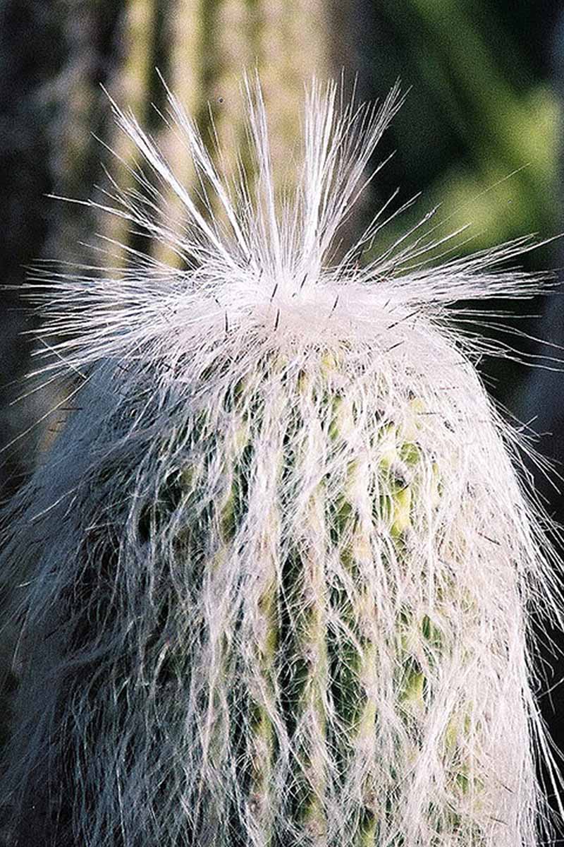 A close up vertical image of the top of an old man cactus plant (Cephalocereus senilis) pictured in light sunshine on a soft focus background.