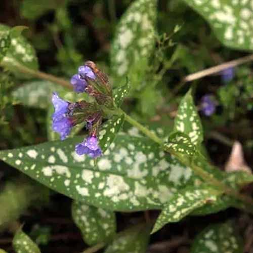 A close up square image of the small blue flowers and variegated foliage of 'Cervennensis' lungwort.
