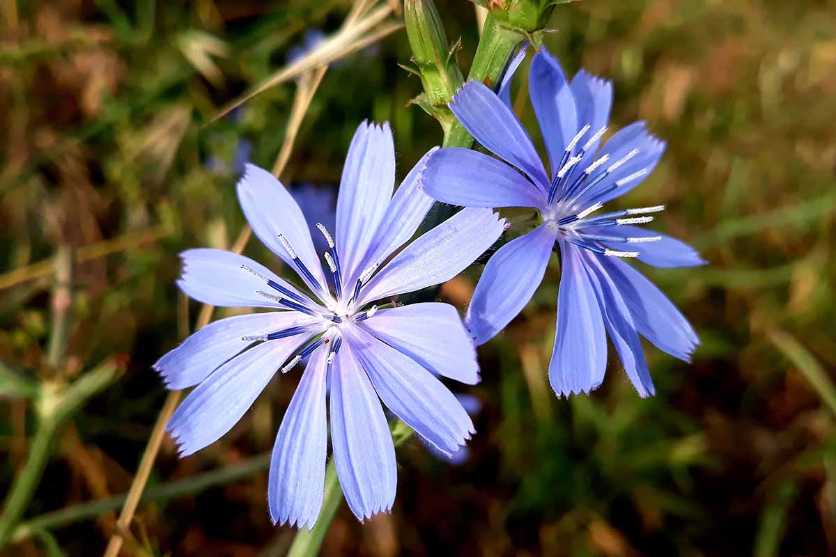 A close up of two light blue chicory blooms pictured in light sunshine pictured on a soft focus background.