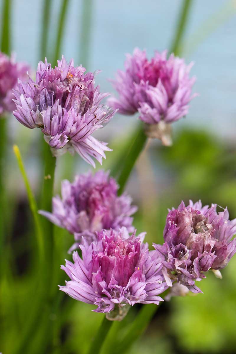 A vertical image of light purple chive blooms pictured on a soft focus background.