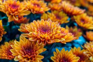 A close up horizontal image of orange chrysanthemums growing in the fall garden fading to soft focus in the background.
