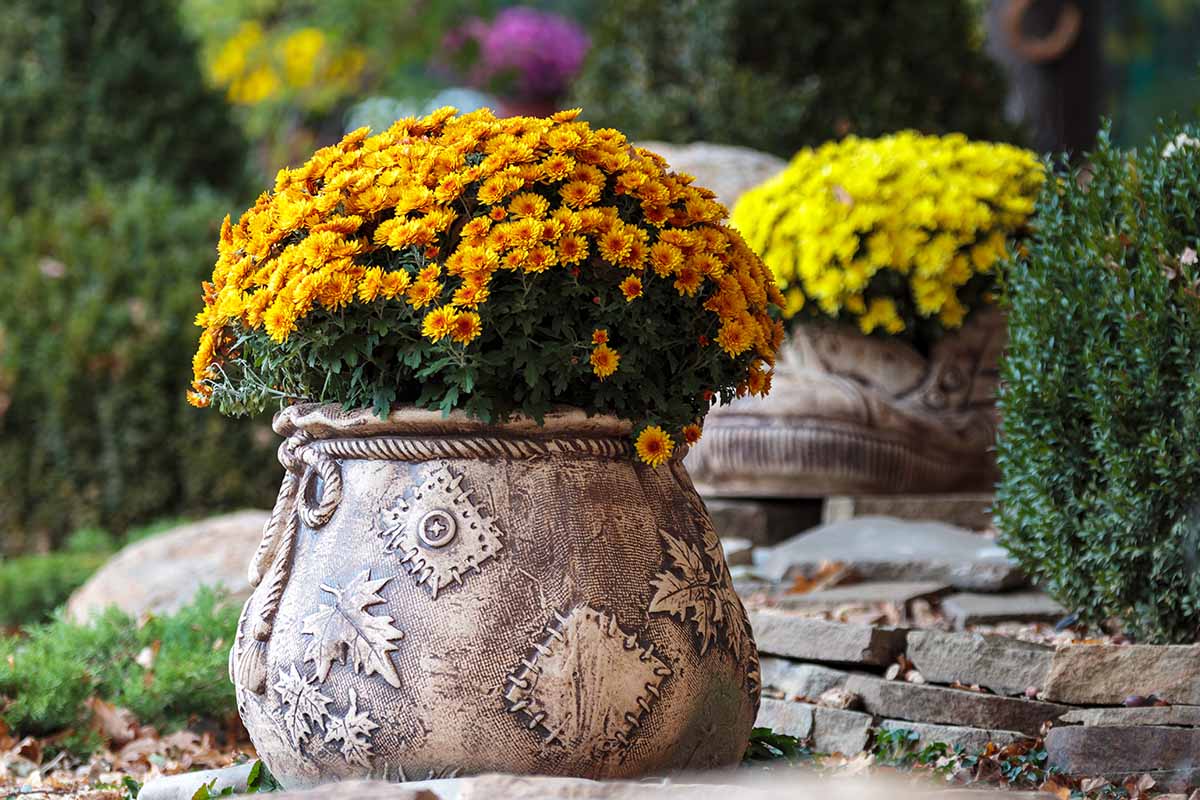 A close up horizontal image of potted chrysanthemums in a fall garden display.