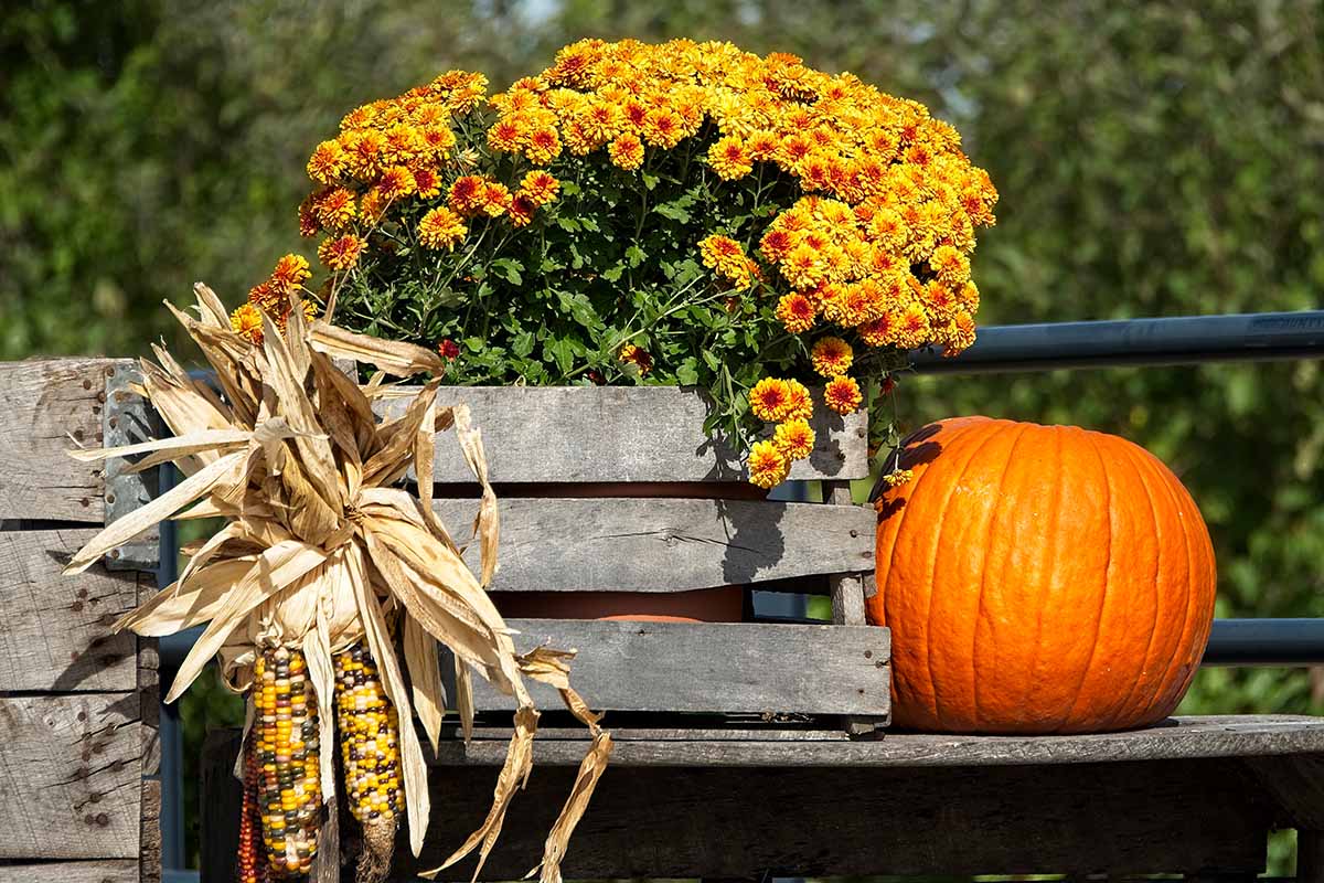 A close up horizontal image of chrysanthemums, corn, and pumpkin in a fall display.