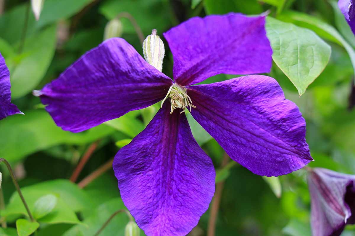 A close up horizontal image of a purple 'Bijou' clematis flower pictured on a soft focus background.