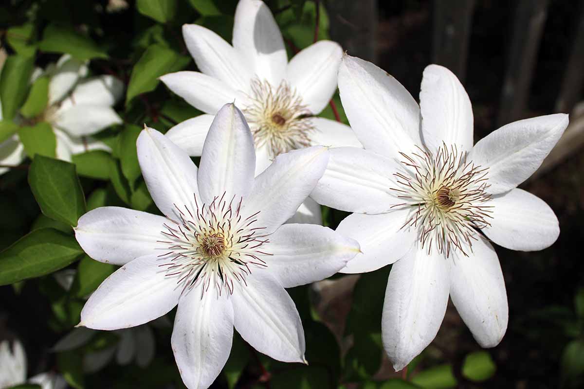 A close up horizontal image of the bright white blooms of Clematis 'Henryi' growing on a soft focus background.