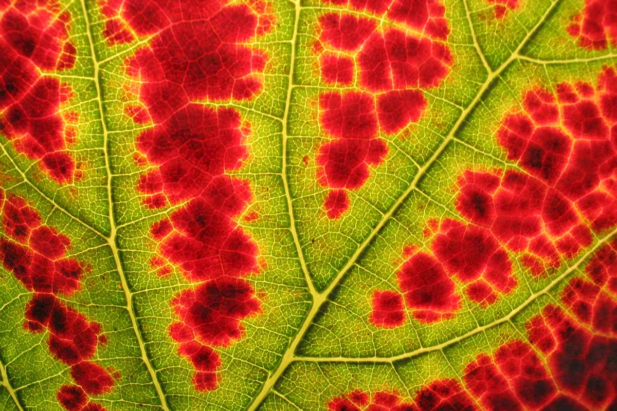 A close up magnified image of a leaf changing color in autumn.