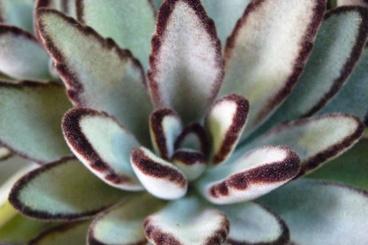 A close up horizontal image of a panda plant (Kalanchoe tomentosa) growing in a pot indoors showing the fuzzy blue-green foliage with brown edging.