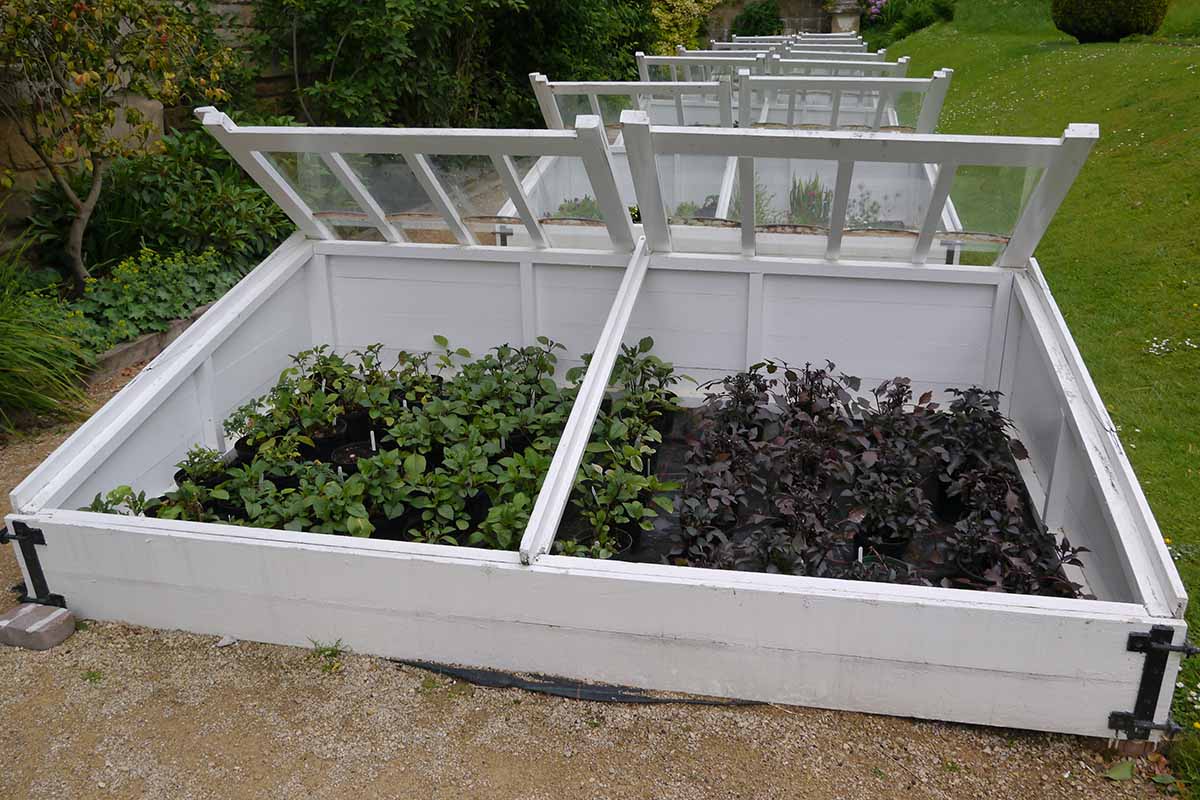 A horizontal image of a row of white wooden cold frames with their lids propped open.