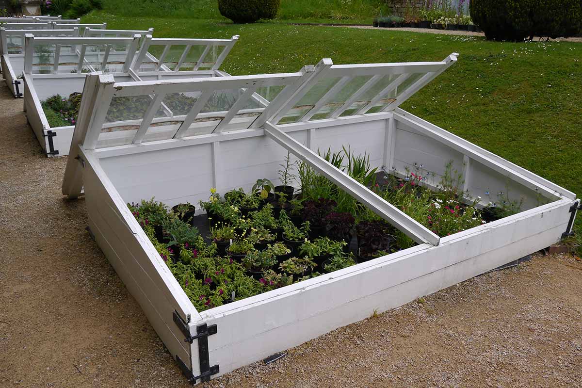 A horizontal image of a row of white cold frames in the garden next to a lawn.