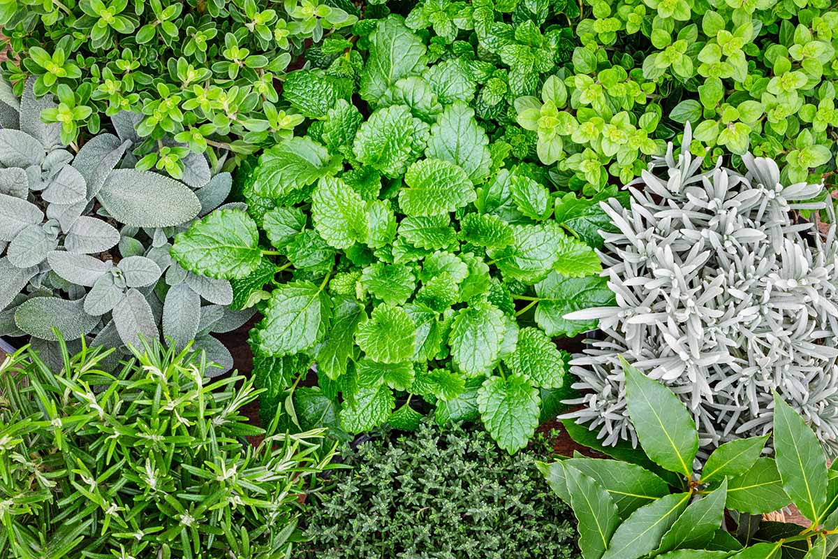 A close up horizontal image of a variety of different types of cold-hardy herbs.
