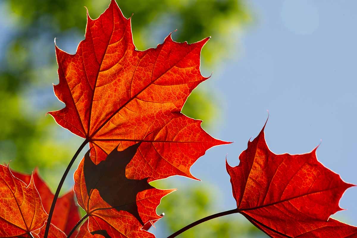 A close up horizontal image of the red autumn color of a maple tree pictured on a soft focus background.