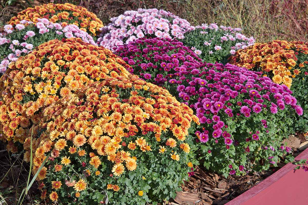 A close up horizontal image of colorful chrysanthemum flowers growing in a raised bed garden.