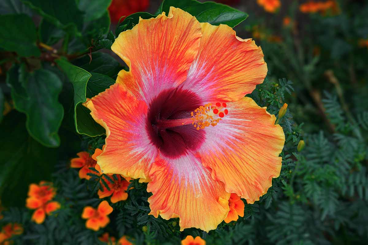 A close up horizontal image of a red and orange hibiscus flower pictured on a soft focus background.