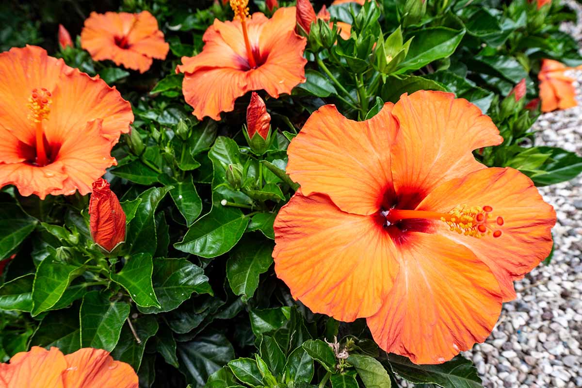 A close up horizontal image of orange flowers growing in a garden border.