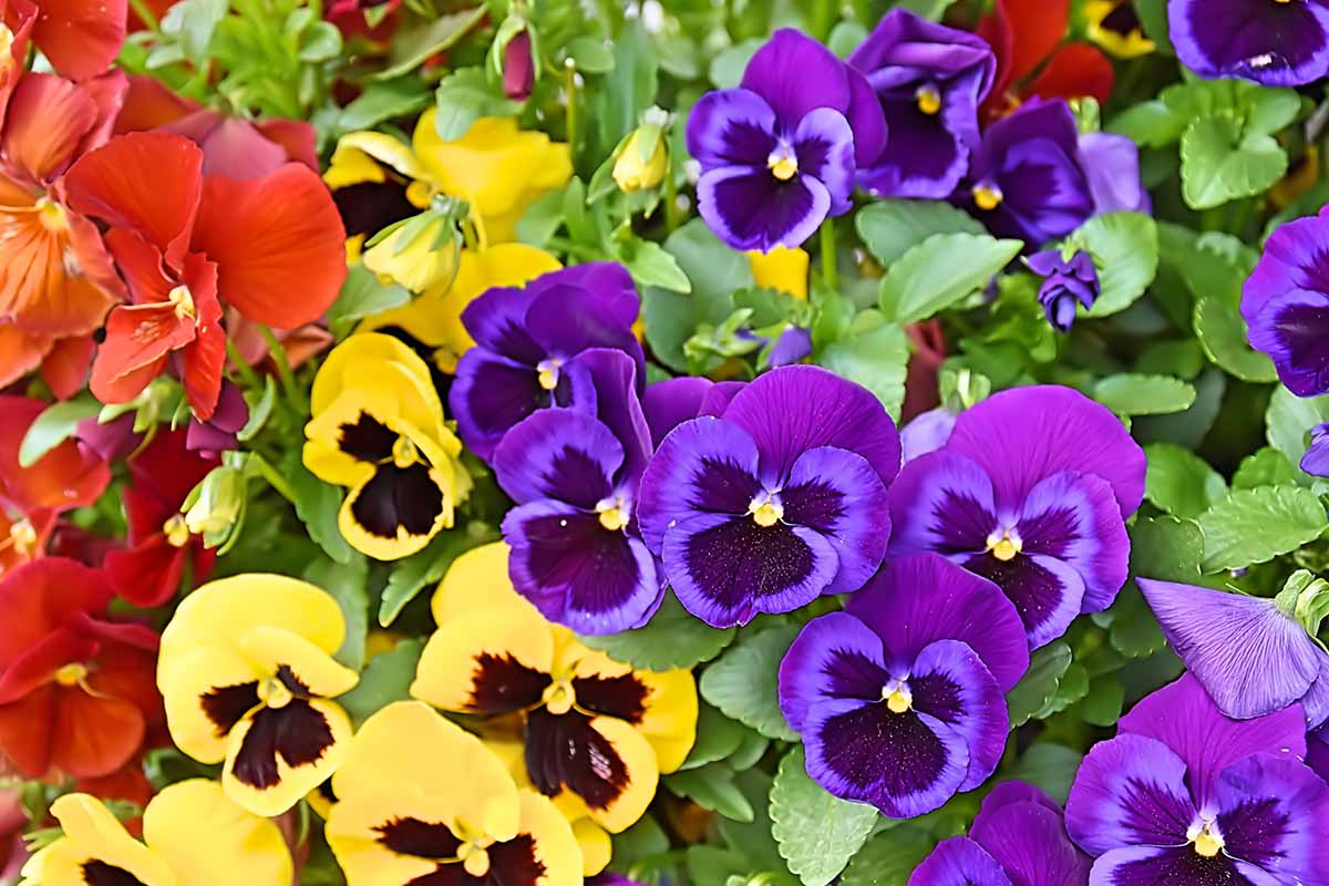 A close up background image of purple, red, and yellow bicolored pansies.