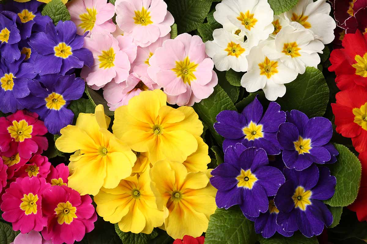A close up top down image of purple, pink, red, and yellow primroses growing in the garden.