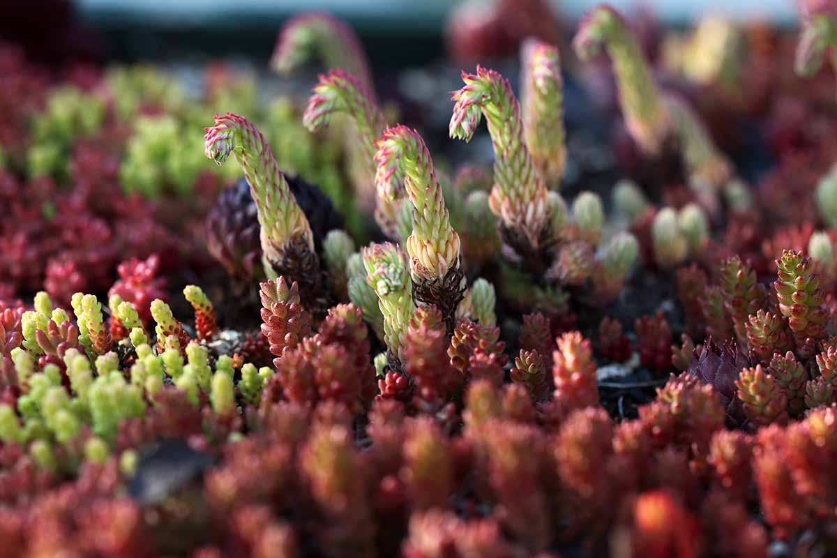 A close up horizontal image of a colorful succulent garden pictured in light sunshine.