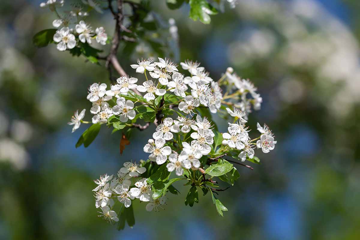A close up horizontal image of hawthorn blossoms pictured in light sunshine on a soft focus background.
