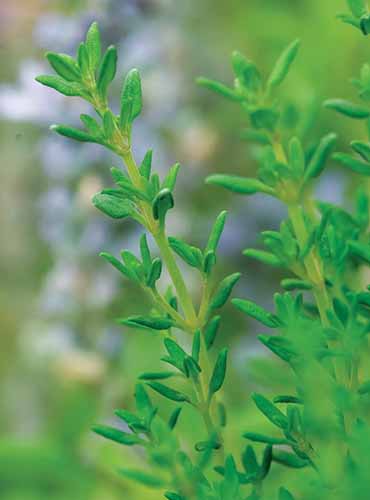 A close up of thyme growing in the herb garden pictured on a soft focus background.