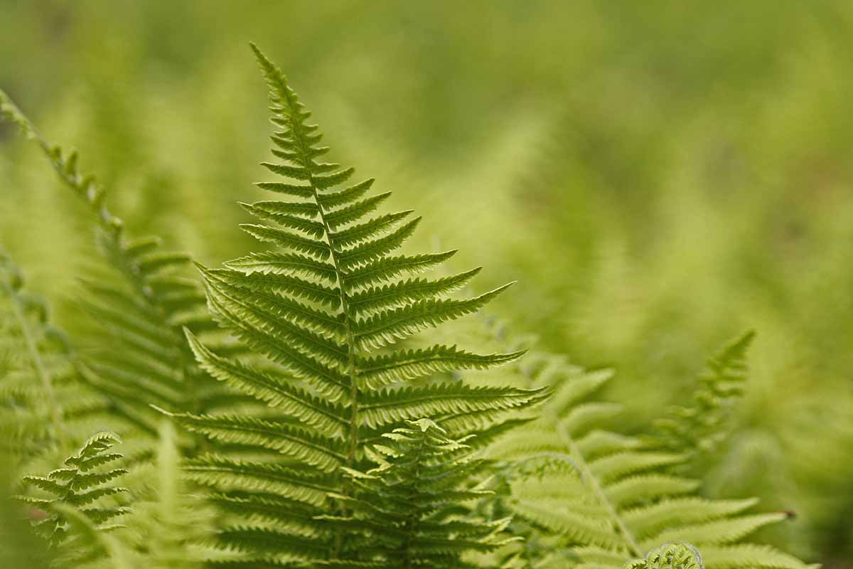 A close up horizontal image of a Japanese wood fern pictured on a soft focus background.