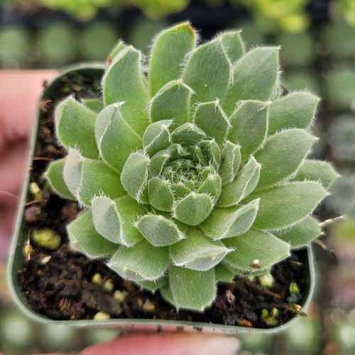A close up square image of a Cornelia hens and chicks plant pictured on a soft focus background.