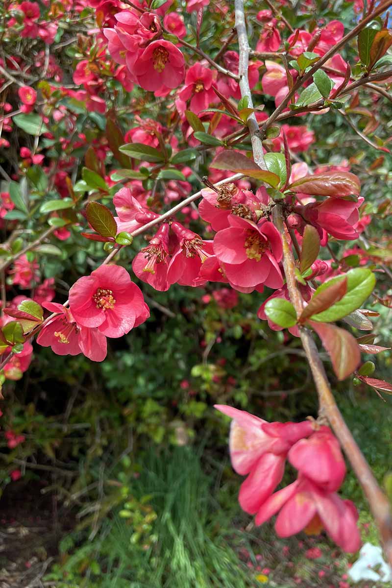 A vertical image of red crabapple flowers pictured in light sunshine.