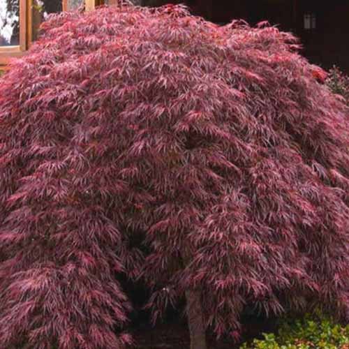 A close up square image of Acer 'Crimson Queen' growing outside a residence.