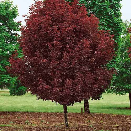 A square image of the dark foliage of Acer platanoides 'Crimson Sentry' growing in a park.
