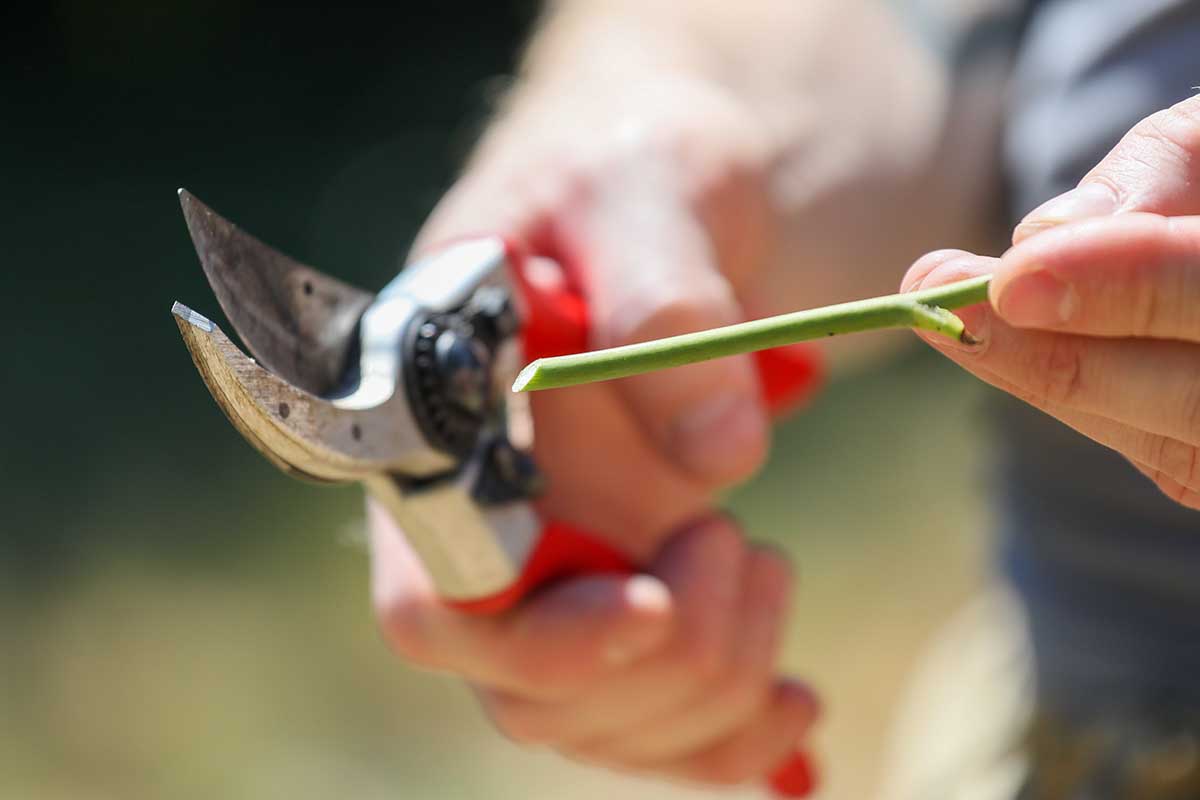 A close up horizontal image of a stem showing the cut made at a 45 degree angle with a hand holding a pair of pruning shears in soft focus in the background.