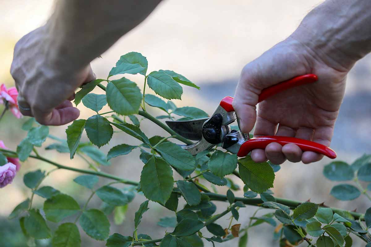 A close up horizontal image of a gardener taking stem cuttings from a rose shrub pictured on a soft focus background.