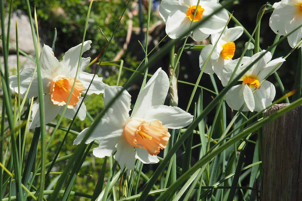 A close up horizontal image of daffodils growing in the spring garden pictured in bright sunshine.