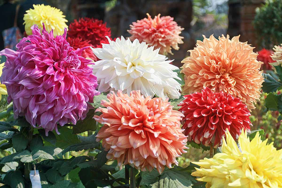 A close up of colorful dahlias growing in the garden pictured in bright sunshine.