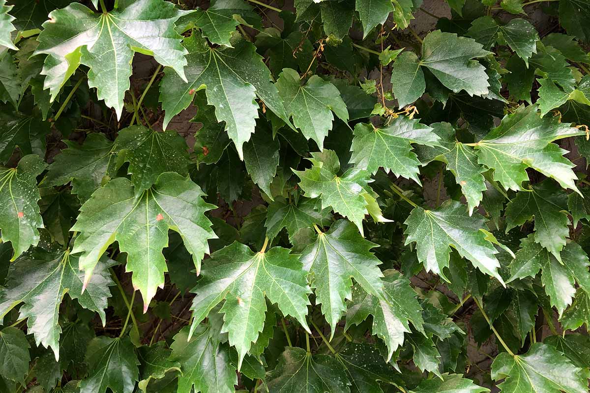 A close up horizontal image of the dark green foliage of Boston ivy.
