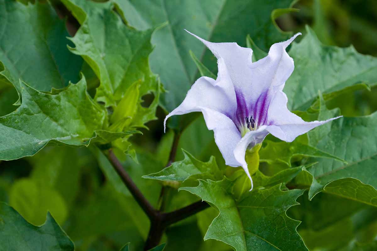 A close up horizontal image of a light purple datura flower with foliage in soft focus background.