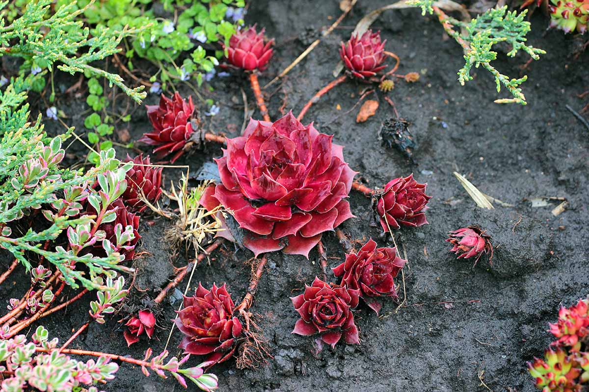 A close up horizontal image of deep red hens and chicks (Sempervivum) plants growing in the garden.