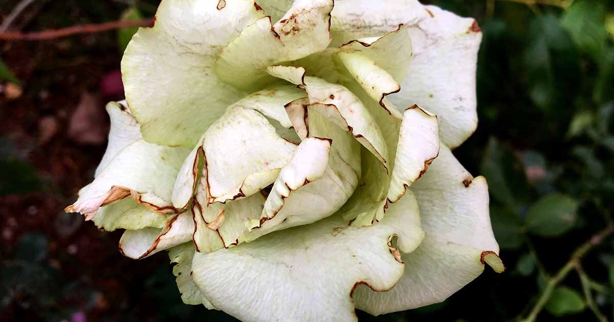 Double Knock Out Roses With White Spots & Holes on Leaves